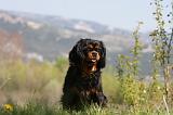 CAVALIER KING CHARLES 660